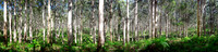 Boranup Tree Panorama zen