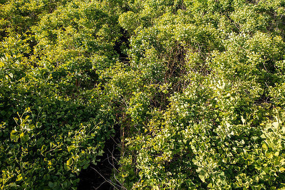 GINGKO 021