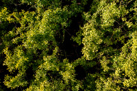 GINGKO 007