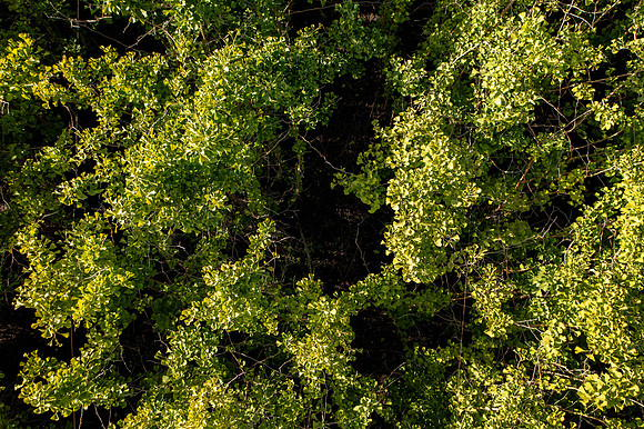 GINGKO 007
