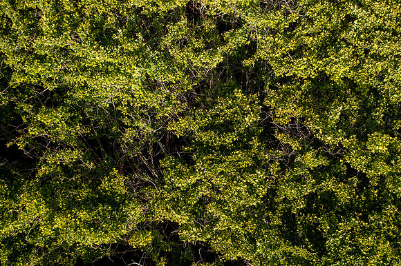 GINGKO 006