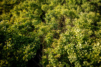 GINGKO 020
