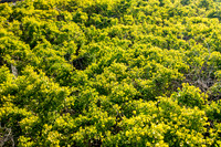 GINGKO 010