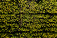 GINGKO 004