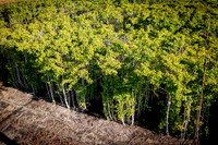 GINGKO 014