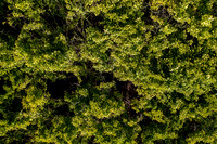 GINGKO 005