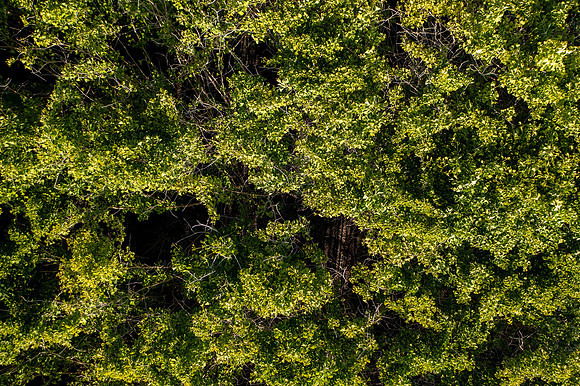 GINGKO 005