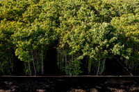 GINGKO 019