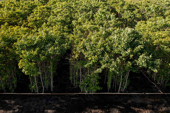 GINGKO 019