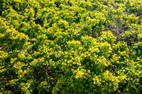 GINGKO 011