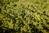 GINGKO 008