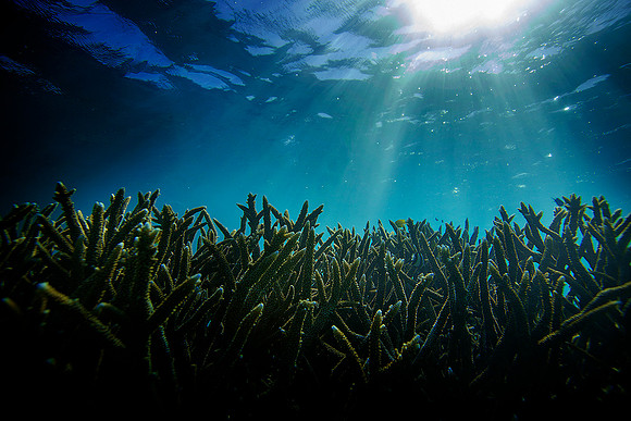 Ningaloo Reef