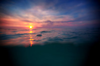 rabbits sunset