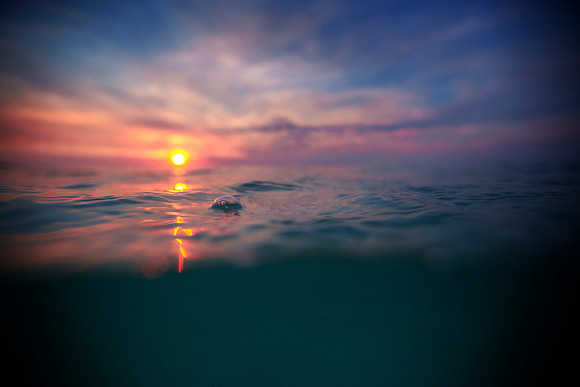 rabbits sunset